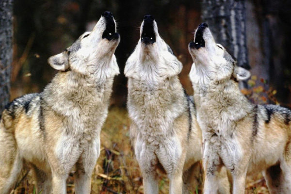 wolves pack